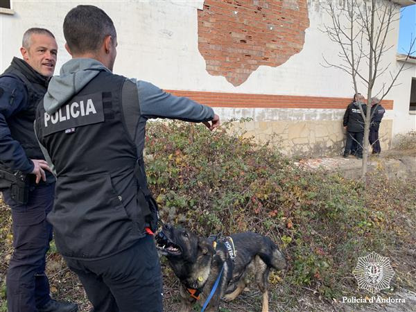 Guies canins de la Policia i dels Mossos d’Esquadra es coordinen en un exercici conjunt a la Seu d’Urgell